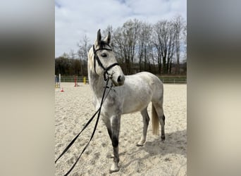 Hanovrien, Hongre, 7 Ans, 166 cm, Gris