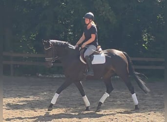 Hanovrien, Hongre, 7 Ans, 167 cm, Bai brun