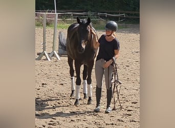 Hanovrien, Hongre, 7 Ans, 167 cm, Bai brun