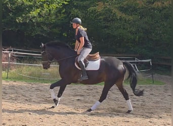Hanovrien, Hongre, 7 Ans, 167 cm, Bai brun foncé