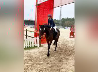 Hanovrien, Hongre, 7 Ans, 168 cm, Bai