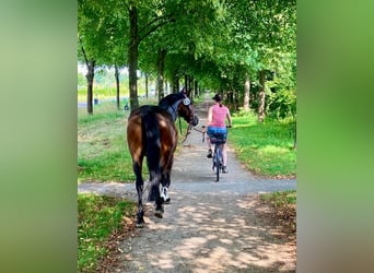 Hanovrien, Hongre, 7 Ans, 168 cm, Bai