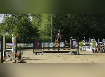 Hanovrien, Hongre, 7 Ans, 168 cm, Bai