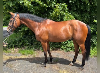 Hanovrien, Hongre, 7 Ans, 168 cm, Bai