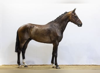Hanovrien, Hongre, 7 Ans, 168 cm, Bai