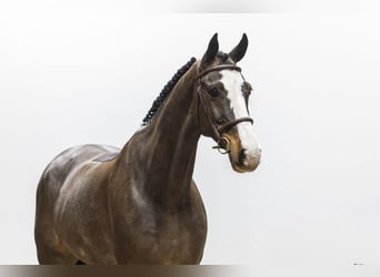 Hanovrien, Hongre, 7 Ans, 168 cm