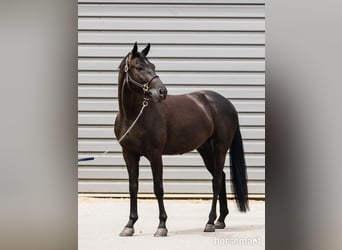 Hanovrien, Hongre, 7 Ans, 168 cm, Noir