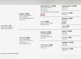 Hanovrien, Hongre, 7 Ans, 169 cm, Alezan brûlé