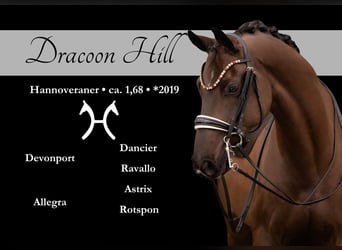 Hanovrien, Hongre, 7 Ans, 169 cm, Noir