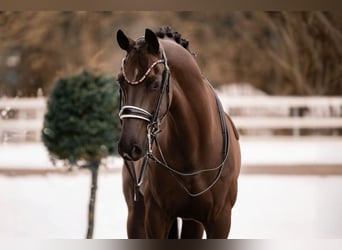 Hanovrien, Hongre, 7 Ans, 169 cm, Noir