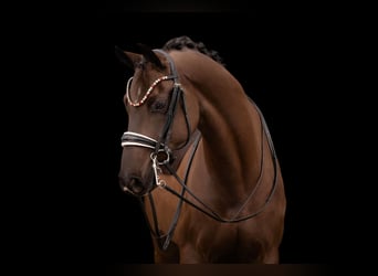 Hanovrien, Hongre, 7 Ans, 169 cm, Noir