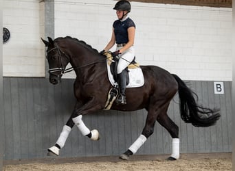 Hanovrien, Hongre, 7 Ans, 169 cm, Noir