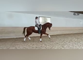 Hanovrien, Hongre, 7 Ans, 170 cm, Alezan