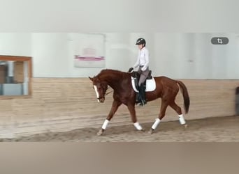 Hanovrien, Hongre, 7 Ans, 170 cm, Alezan