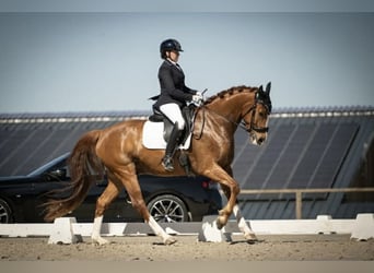 Hanovrien, Hongre, 7 Ans, 170 cm, Alezan