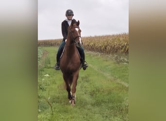 Hanovrien, Hongre, 7 Ans, 170 cm, Alezan cuivré