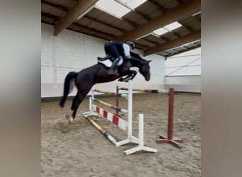 Hanovrien, Hongre, 7 Ans, 170 cm, Bai brun