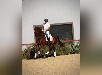 Hanovrien, Hongre, 7 Ans, 170 cm, Bai cerise