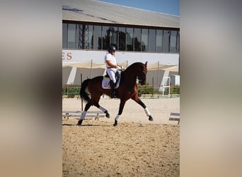 Hanovrien, Hongre, 7 Ans, 170 cm, Bai cerise