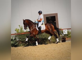 Hanovrien, Hongre, 7 Ans, 170 cm, Bai cerise