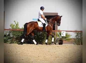 Hanovrien, Hongre, 7 Ans, 170 cm, Bai cerise