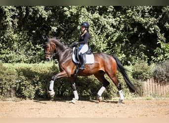 Hanovrien, Hongre, 7 Ans, 170 cm, Bai