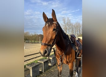 Hanovrien, Hongre, 7 Ans, 170 cm, Bai