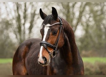 Hanovrien, Hongre, 7 Ans, 171 cm, Bai brun