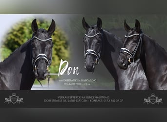 Hanovrien, Hongre, 7 Ans, 171 cm, Noir