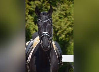 Hanovrien, Hongre, 7 Ans, 171 cm, Noir