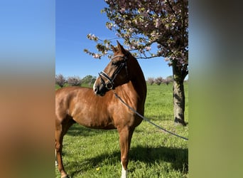 Hanovrien, Hongre, 7 Ans, 172 cm, Alezan