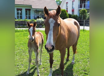 Hanovrien, Hongre, 7 Ans, 172 cm, Alezan