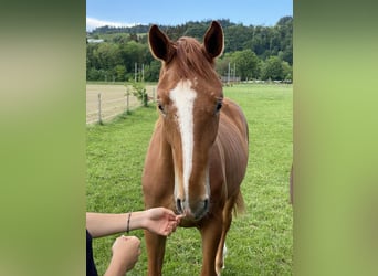 Hanovrien, Hongre, 7 Ans, 172 cm, Alezan