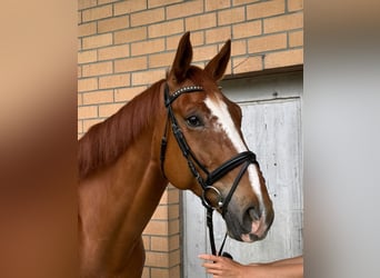 Hanovrien, Hongre, 7 Ans, 172 cm, Alezan