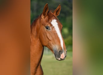 Hanovrien, Hongre, 7 Ans, 172 cm, Alezan
