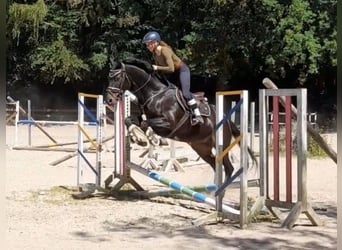 Hanovrien, Hongre, 7 Ans, 172 cm, Bai brun foncé
