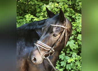 Hanovrien, Hongre, 7 Ans, 172 cm, Bai brun foncé