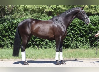 Hanovrien, Hongre, 7 Ans, 172 cm, Bai brun foncé