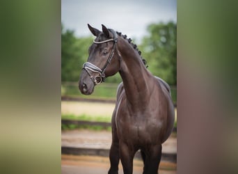 Hanovrien, Hongre, 7 Ans, 172 cm, Bai brun foncé