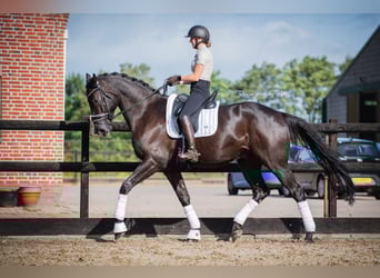 Hanovrien, Hongre, 7 Ans, 172 cm, Bai brun foncé