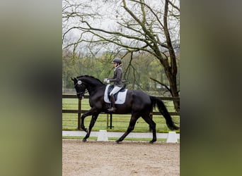 Hanovrien, Hongre, 7 Ans, 172 cm, Bai brun foncé