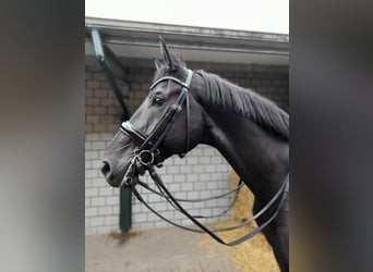 Hanovrien, Hongre, 7 Ans, 172 cm, Bai brun foncé