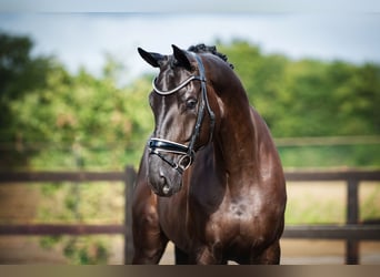 Hanovrien, Hongre, 7 Ans, 172 cm, Bai brun foncé