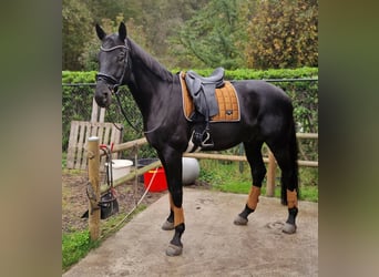 Hanovrien, Hongre, 7 Ans, 172 cm, Bai brun foncé