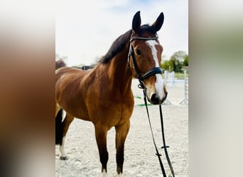 Hanovrien, Hongre, 7 Ans, 172 cm, Bai