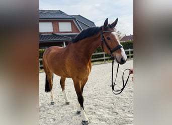 Hanovrien, Hongre, 7 Ans, 172 cm, Bai