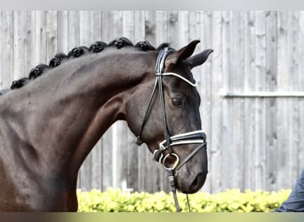 Hanovrien, Hongre, 7 Ans, 172 cm, Noir