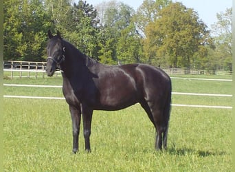 Hanovrien, Hongre, 7 Ans, 172 cm, Noir