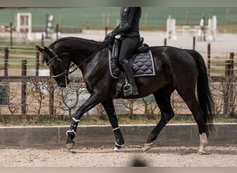Hanovrien, Hongre, 7 Ans, 172 cm, Noir
