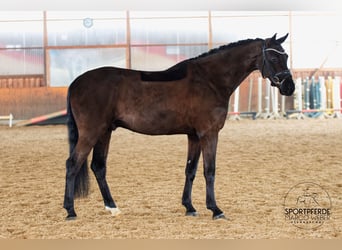 Hanovrien, Hongre, 7 Ans, 172 cm, Noir